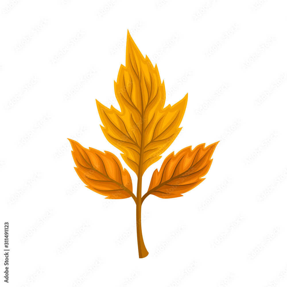Autumn Leaf Isolated on White Background Decorative Vector Element Autumn Leaf Isolated on White Background Decorative Vector Element