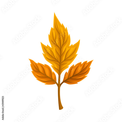 Autumn Leaf Isolated on White Background Decorative Vector Element