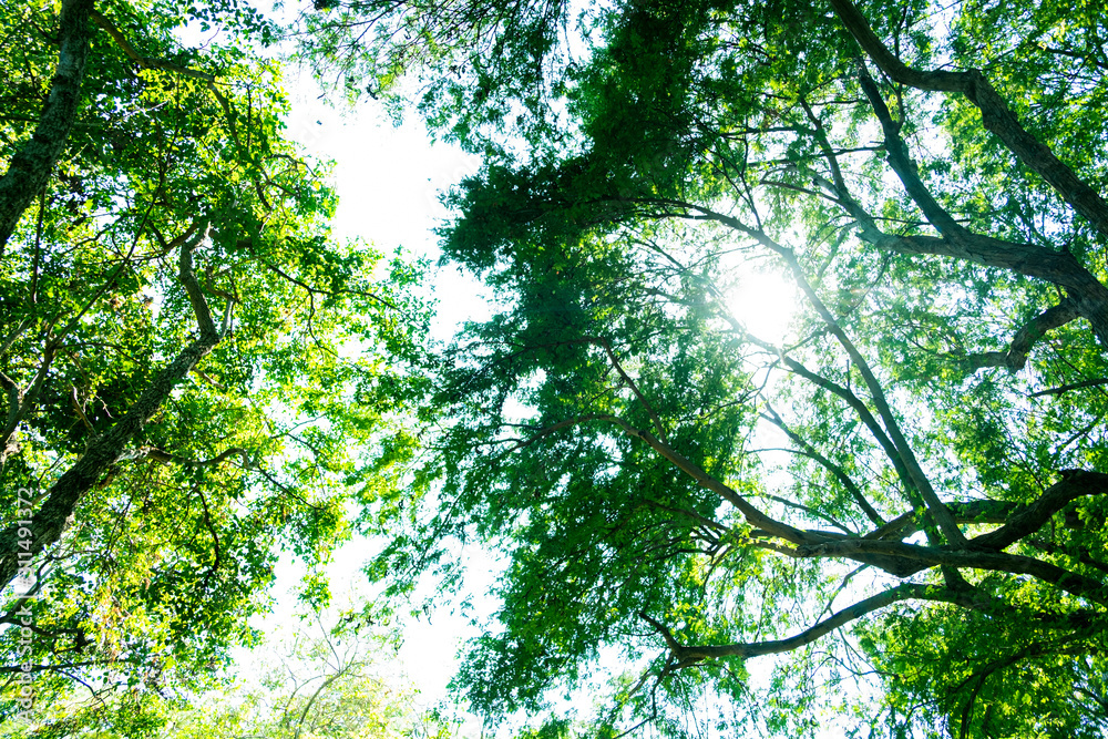 Blurred for background.Sunlight penetrating through the green leaves in the forest. Blurred for background.Sunlight penetrating through the green leaves in the forest.