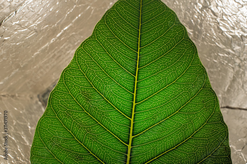 close up of sacred fig leaf(Ficus religiosa) isolated on silwer textured background.saecred fig leaf which is called pipul tree in india and pakistan. photo