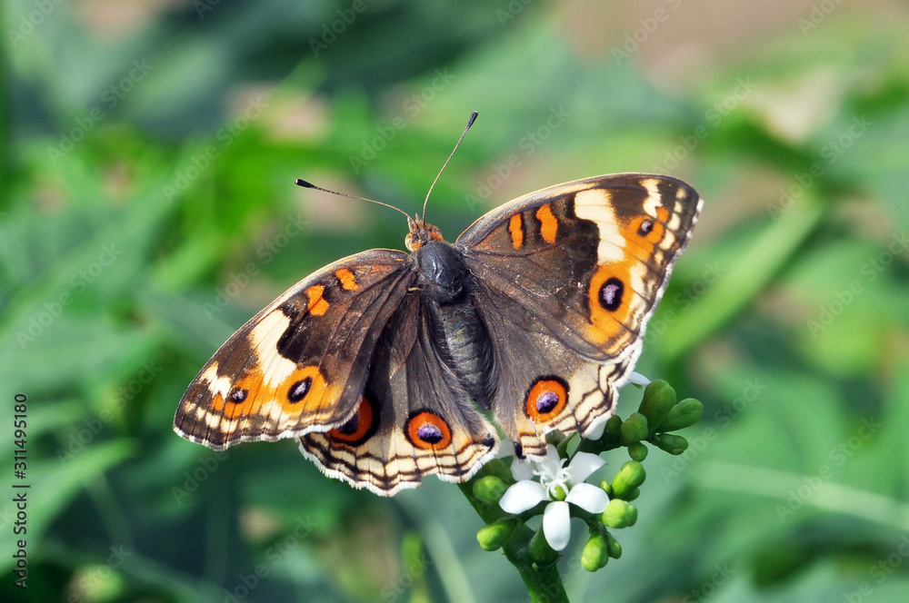 Fototapeta premium butterfly on flower