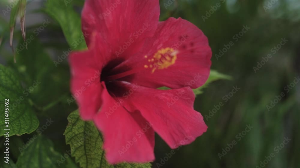 Slow motion pan back through a blooming hibiscus flower in Hawaii. Slow motion pan back through a blooming hibiscus flower in Hawaii.