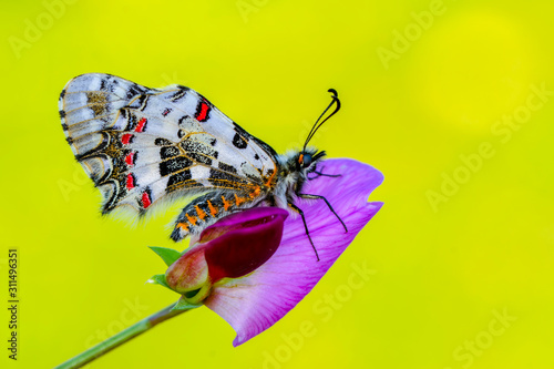 Photos Closeup   beautiful butterflies ( Zerynthia cerisyi ) sitting on the flower