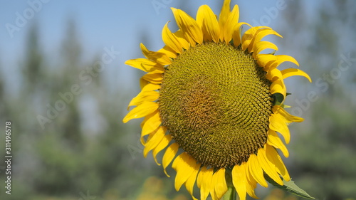 Close up sunflower with Blue sky.