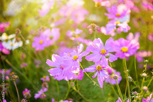 Colorful Cosmos Flower with sunlight.