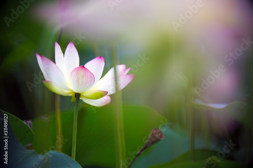In the summer, the white lotus flowers are very beautiful and outstanding in the pond.