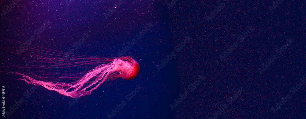 Beautiful coral color jellyfish in neon light floating in the aquarium ...