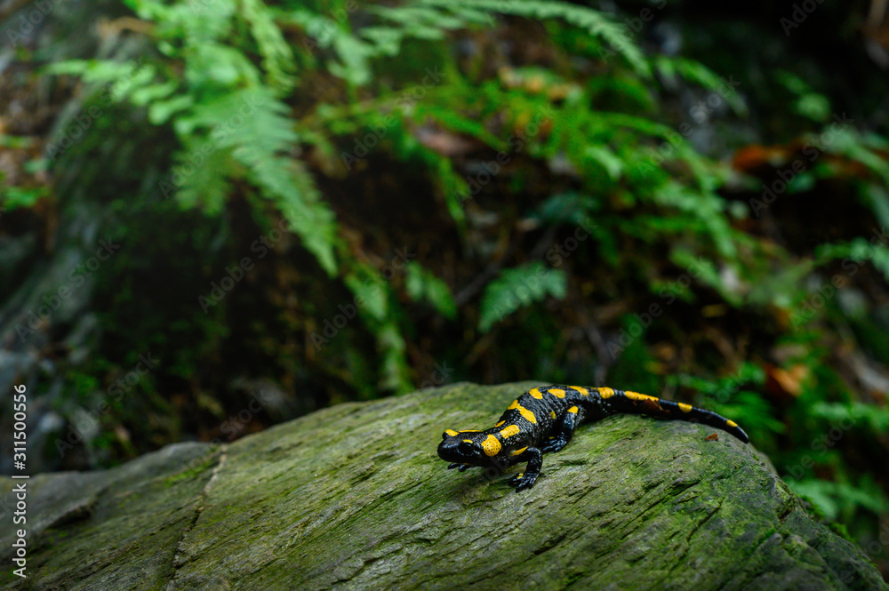 Obraz premium Fire salamander in the natural environment, close up, isolated, silhouette, wide macro, Salamandra salamandra