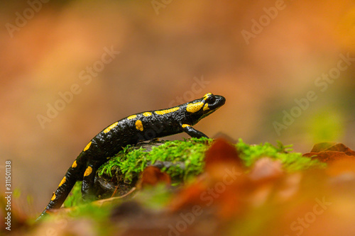Fire salamander in the natural environment, close up, isolated, silhouette, wide macro, Salamandra salamandra