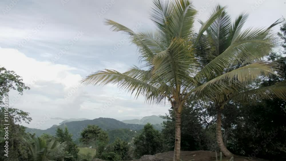 A palm tree branches move in the breeze on tropical island A palm tree branches move in the breeze on tropical island