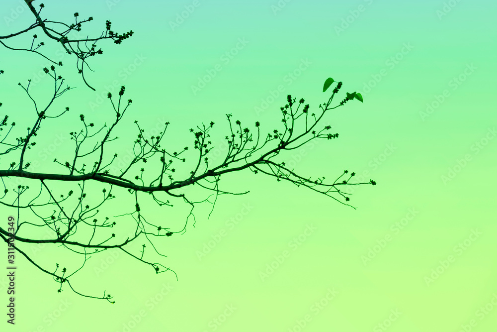 Branch of Bodhi Tree silhouette in autumn of tropical nature on sky background for peaceful element concept design.