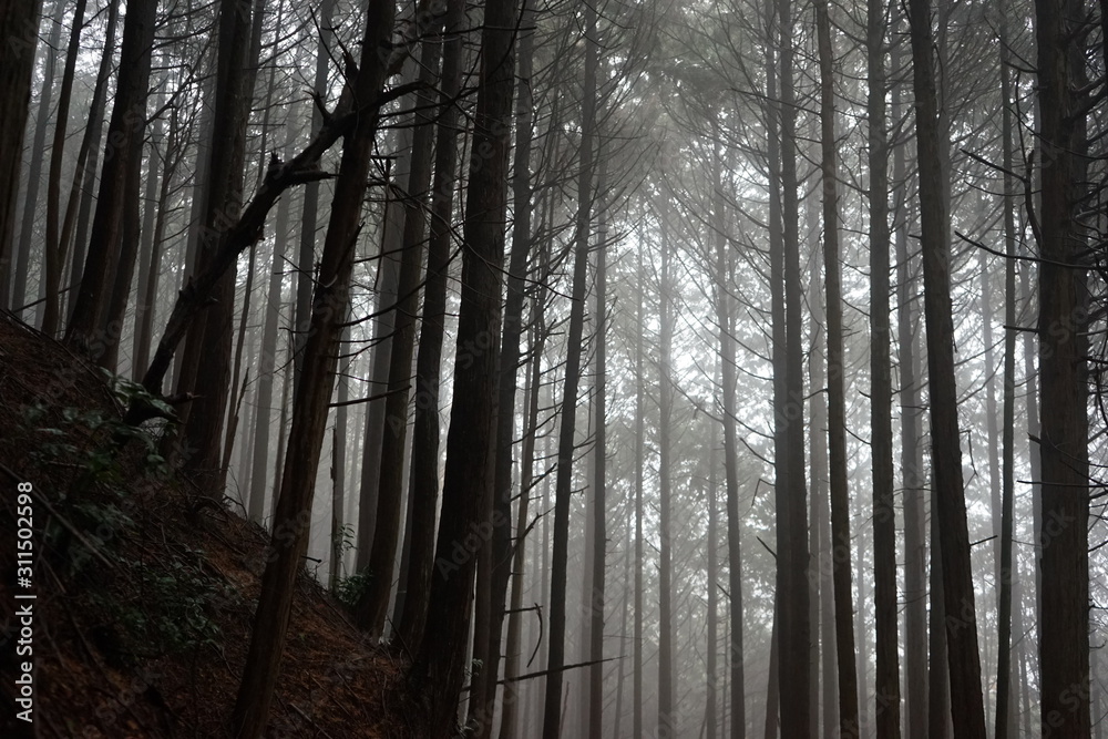 Naklejka premium 雨の日の杉林