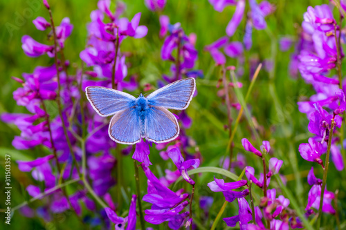 Closeup beautiful butterfly sitting on the flower.