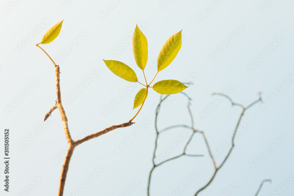 Fototapeta premium branch with green leaves