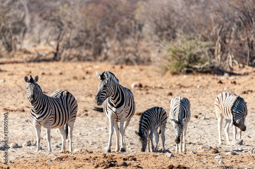 Telephoto shot of a group of Burchell s Plains zebras -Equus quagga burchelli- standing on the plains of Etosha National Park  Namibia.