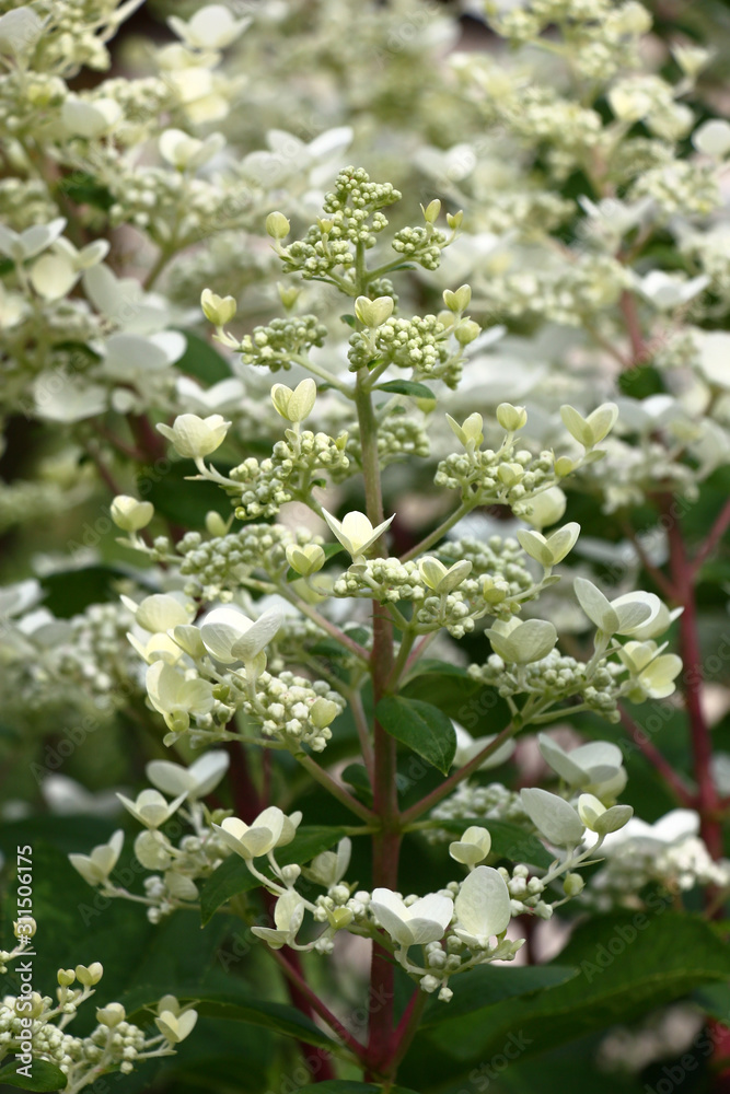 Vertically located hydrangea paniculata inflorescences with white flowers and green leaves created an original white-green background. Vertically located hydrangea paniculata inflorescences with white flowers and green leaves created an original white-green background.