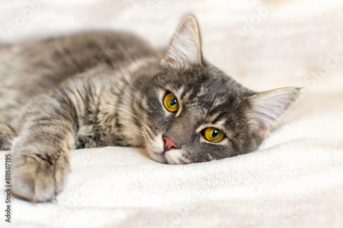 Sad sick young gray cat lies on a white fluffy blanket in a veterinary clinic for pets. Depressed illness animal looks at the camera. Feline health background.
