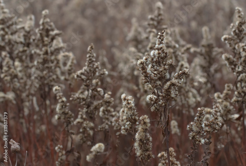 Field with dry goldenrod flowers in calm weather © Макар Мосин
