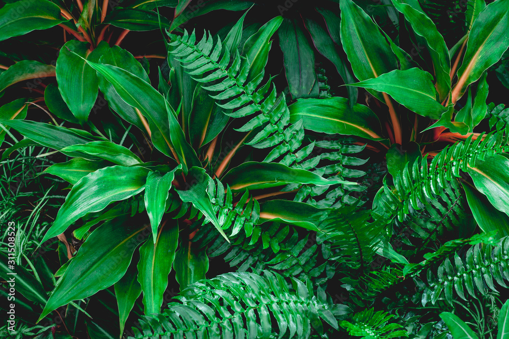 Fototapeta tropical leaves, abstract green leaves texture, nature background