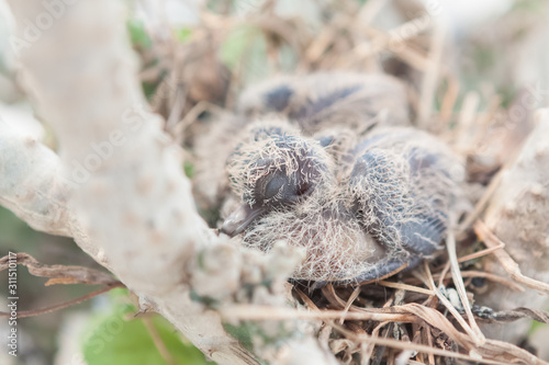 Litle dove sleep in the nest