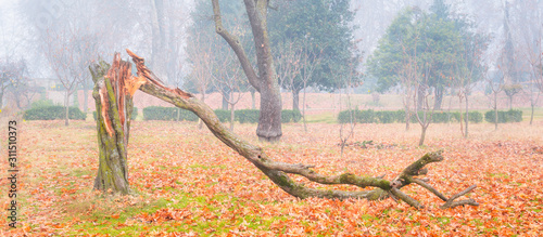 A tree broken due to a recent wind storm. A dead tree with fog in the background. Cool blue hues of fog