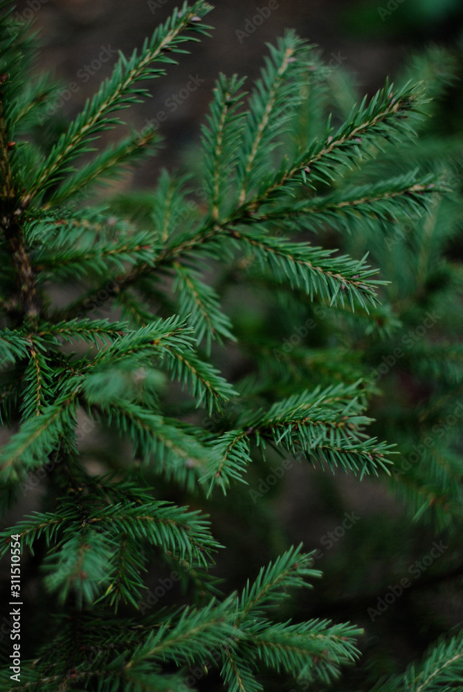 green fir tree branch