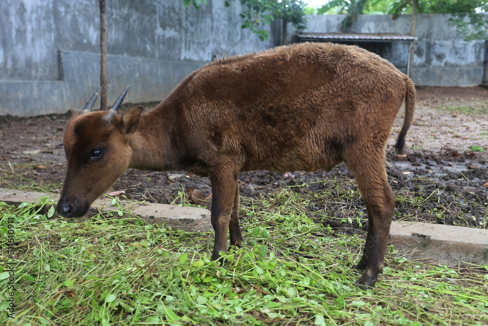 Fototapeta premium Bubalus quarlesi in Bontomaranu Educational Park, Gowa, Indonesia. it called Anoa in indonesian