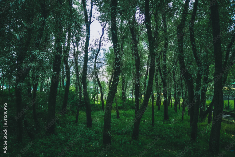 Moody desaturated look of a forest floor with numerous slender trees. Moody desaturated look of a forest floor with numerous slender trees.