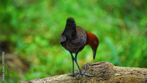 The slaty-legged crake or banded crake (Rallina eurizonoides)  : Migratory birds come in winter or outside the breeding season. photo