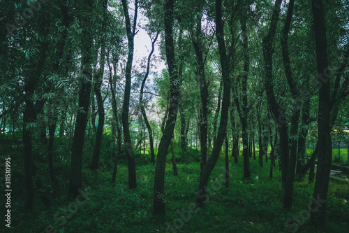 Moody desaturated look of a forest floor with numerous slender trees.