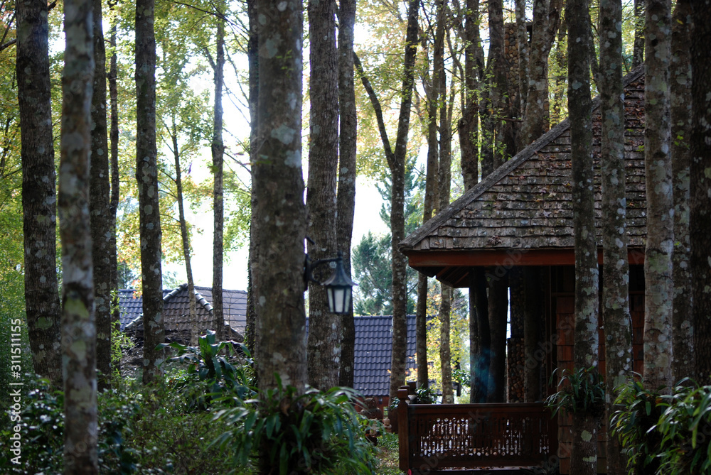 little hut in the forest. little hut in the forest.