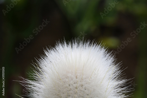 KAKTUS cleistocactus strausii photo