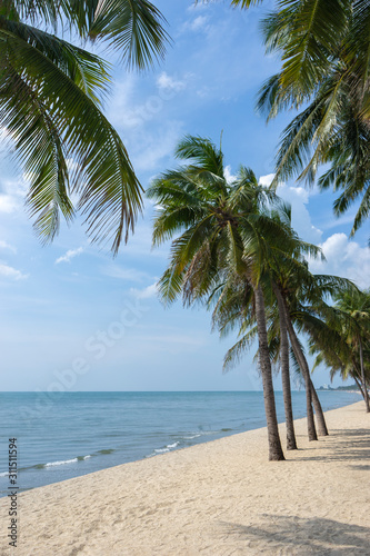 Coconut Trees On The White Beach.