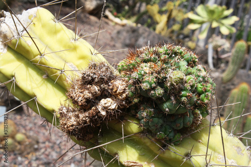 KAKTUS echinopsis pachanoi photo