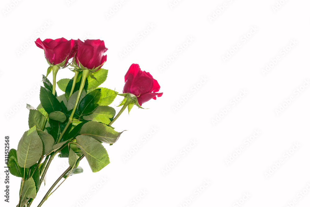Fototapeta premium Flower bud roses on a white background