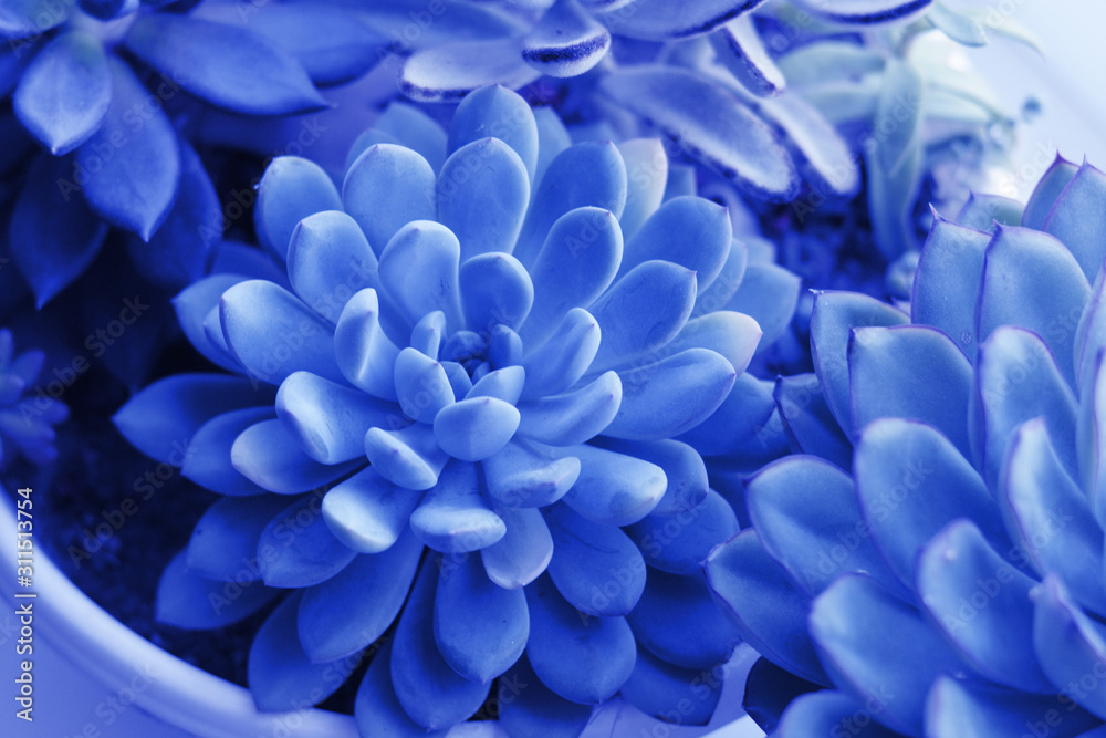 succulent Echeveria toned classic blue