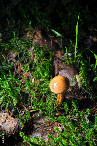 A beautiful mushroom growing in a forest surrounded by green grass and moss.