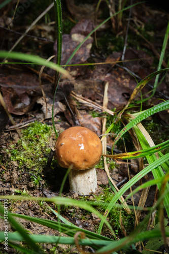 one porcini mushroom growing in a forest surrounded by green grass and moss.