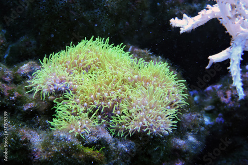 Obraz na plátne Green star polyp corals attatched to a rock