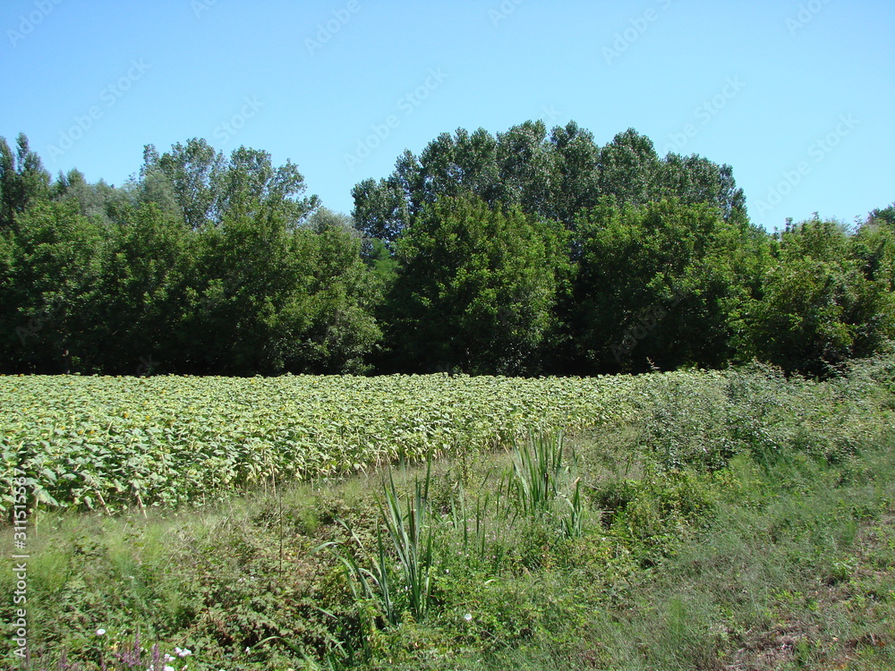 View from road to endless mountain forests in clear sunny day on blue sky background. View from road to endless mountain forests in clear sunny day on blue sky background.