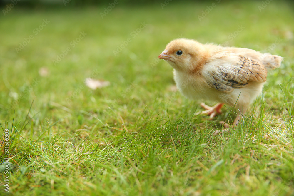 little chick on grass with copy space