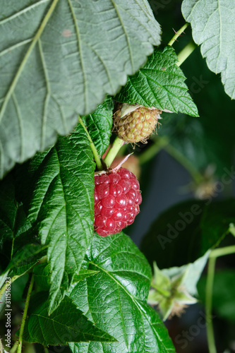 red raspberries on a background of green leaves.