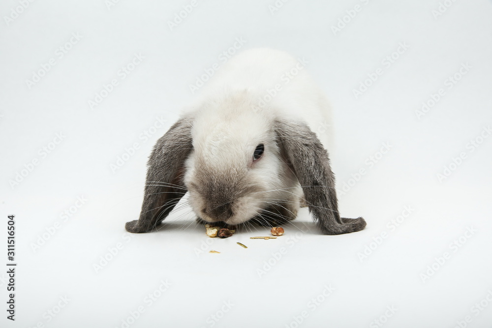 white lop bunny eating on white background. white lop bunny eating on white background.