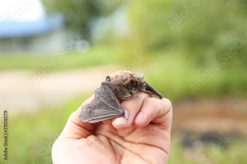 flittermouse on a human hand. little bat on man's hand