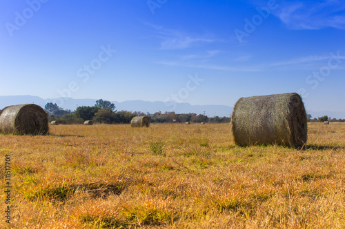 Hay Stacks  in a 