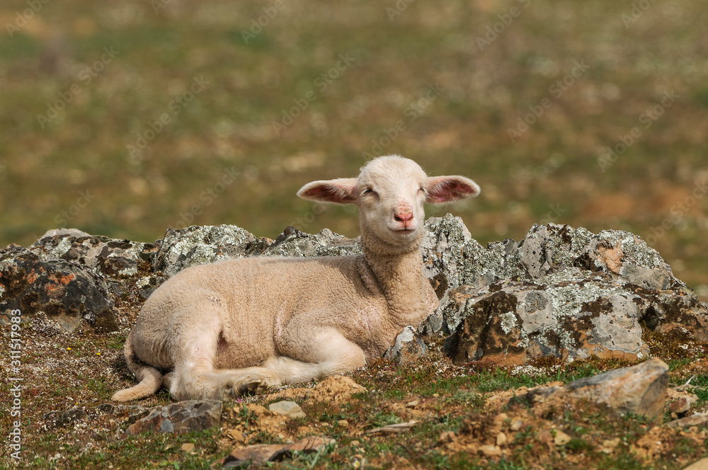 Obraz premium Animales de granja