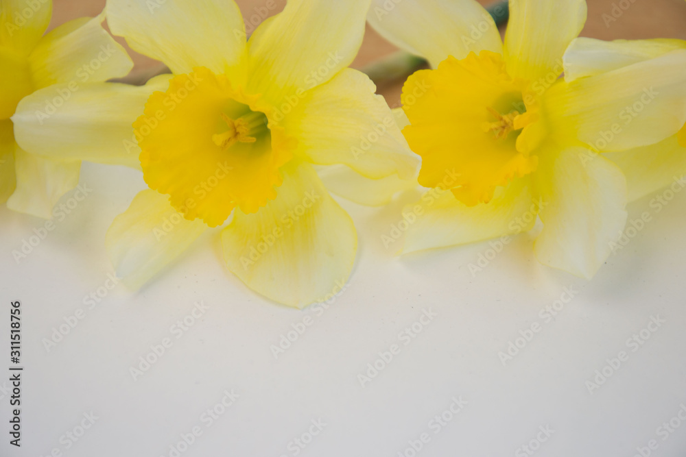 Beautiful yellow daffodils on white background, bright studio shot, copy space, empty paper for text Beautiful yellow daffodils on white background, bright studio shot, copy space, empty paper for text