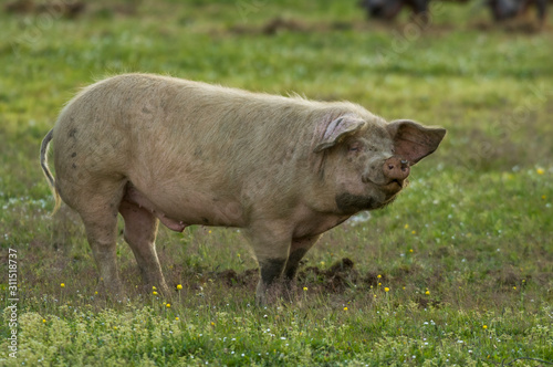 Animales de granja