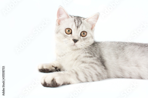Portrait of gray persian kitten sitting and looking forward with curious of something strange on isolated white background.