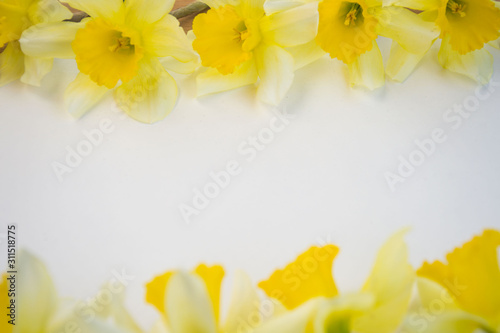 Beautiful yellow daffodils on white background, bright studio shot, copy space, empty paper for text